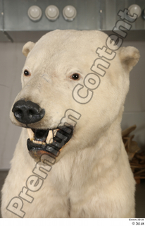 Polar bear head 0003.jpg